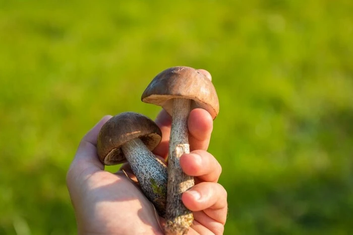 Deadly Mushroom Poisoning: Victims Include Child