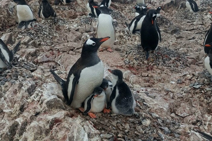 Unique family of penguins in Antarctica