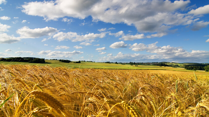 Продажа арендованного земельного пая в Украине