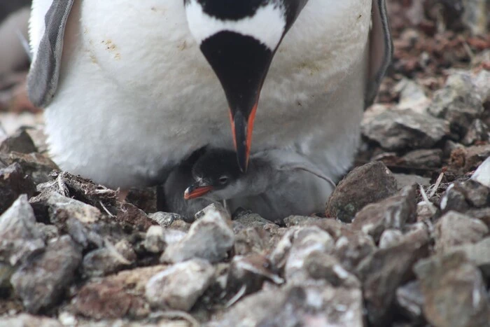 The first penguin chicks at the Akademik Vernadsky station: photo