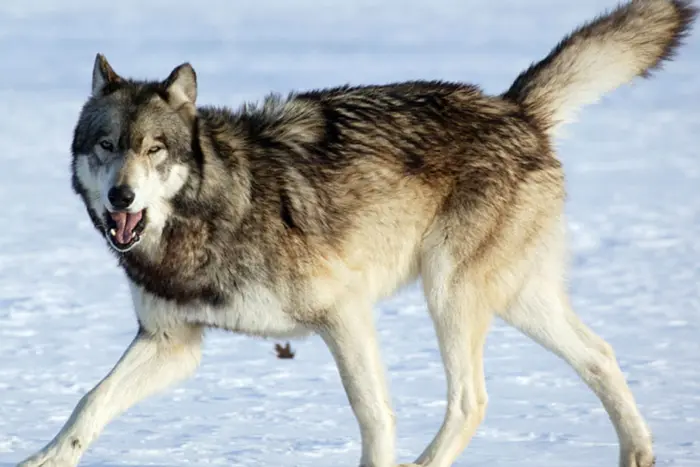 Hunters for predators in Vinnytsia