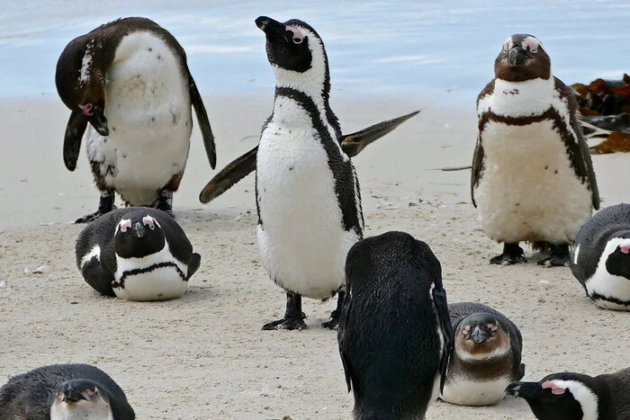 African penguin chicks on the beach