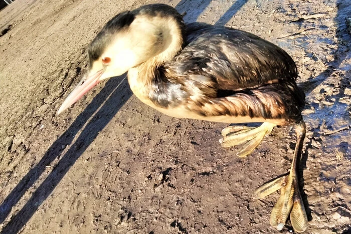 Ekologiczna katastrofa. W Odesie zauważono ptaki w mazucie (zdjęcie)