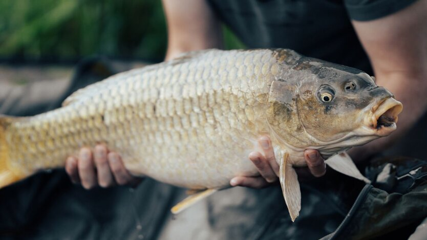 Sea fish on store shelves