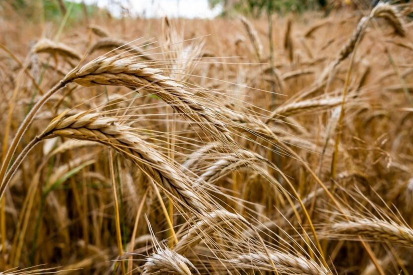 Export of cereals and oilseeds: new forecast