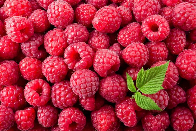 Die Ukraine hat Rekorde beim Export von gefrorenen Himbeeren aufgestellt