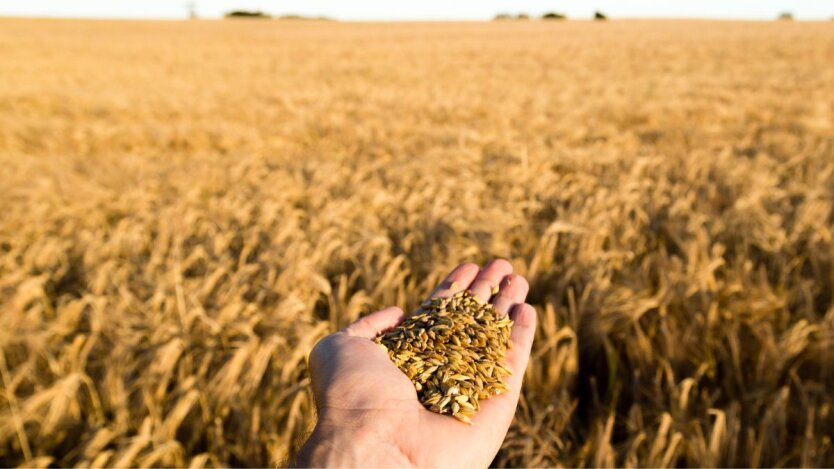 Die Ernte übertrifft die Prognosen: Wie viel Weizen, Gerste und Erbsen bereits geerntet wurden