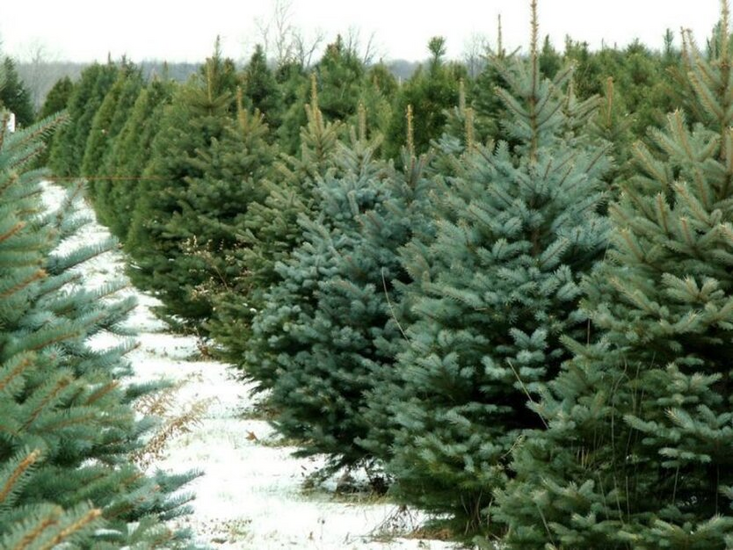 Fines for illegal cutting down of fir trees