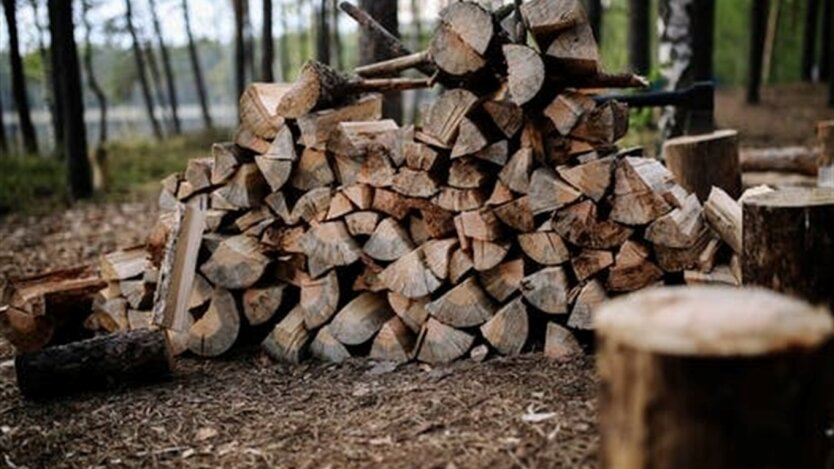 Violation of the law on the prohibition of collecting firewood