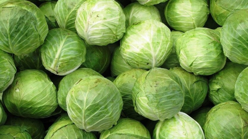 Fresh cabbage for golden borscht