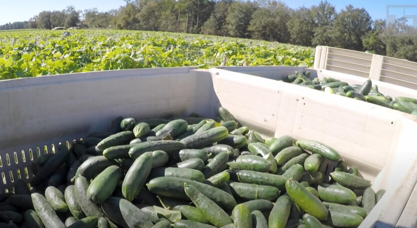 Cucumber prices have changed on the market