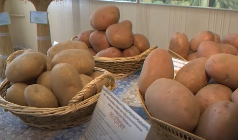 Image of potatoes in Ukraine