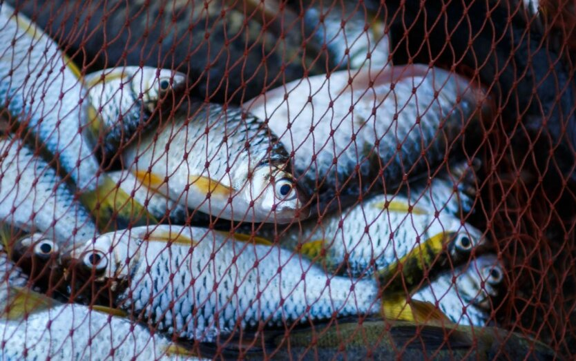 Füllung des Staatshaushalts: Zum ersten Mal Gelder aus Auktionen für den Fischfang eingegangen