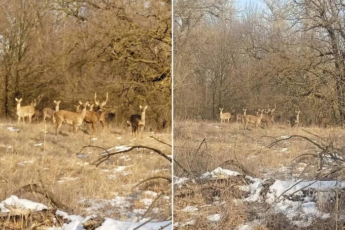 Herd of Japanese deer in Dnipropetrovsk region