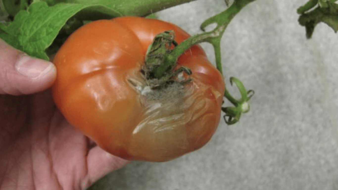 Tomaten verrotten im Garten - wie man die Ernte vor Krankheiten rettet