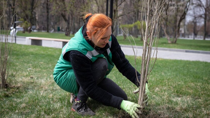 Trees prohibited for planting in Ukraine