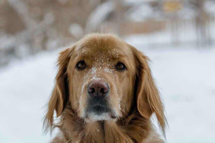 Cyclone with wet snow